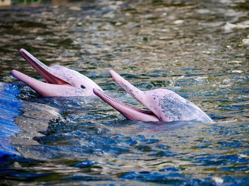 De lyserøde floddelfiner