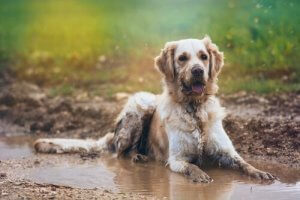 Sådan undgår du den forfærdelige våde lugt af hund