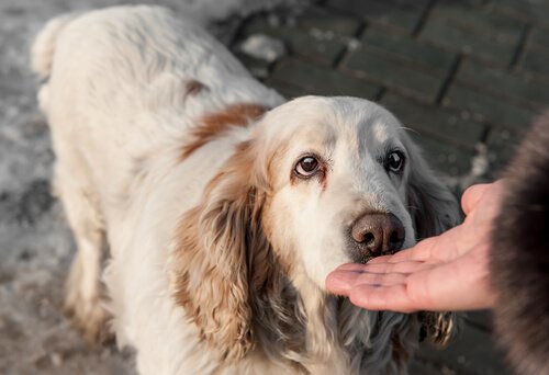 legering Bedøvelsesmiddel lille Behandling af kræftsmerter hos hunde - My Animals