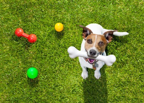 hund på græs med legetøj