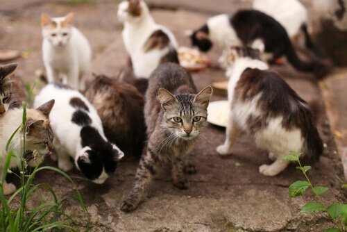 mange katte samlet på et sted
