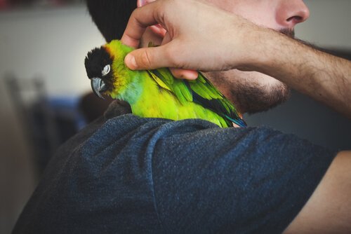 en papagøje på skulderen