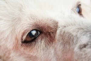 De første symptomer på øjenbetændelse i hunde