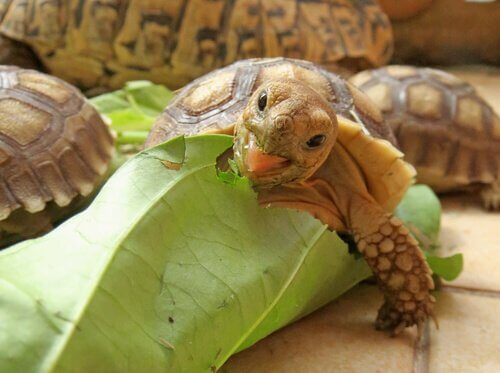 Hvad spiser en afrikansk skildpadde?