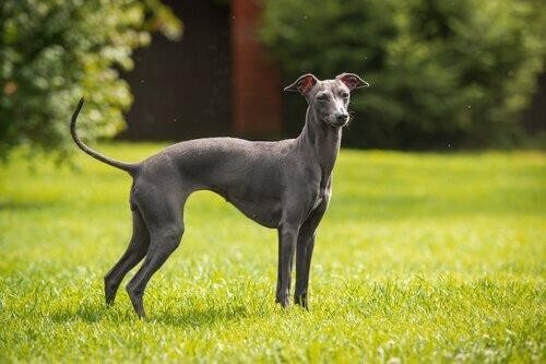 Greyhounds bruges til jagt og løb