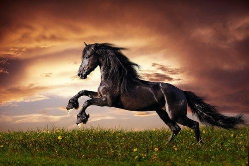 Hesten har let ved at finde kærlighed