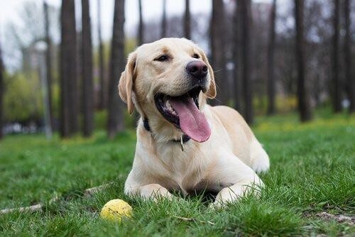 Hund ligger i græsset med sin bold