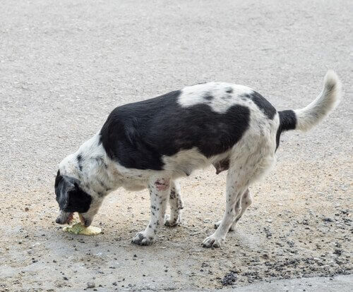 Hund kaster op, efter at have spist giftigt lokkemad