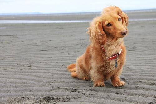 Hund sidder på stranden