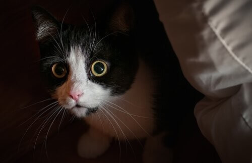 Kat med udvidet pupiller