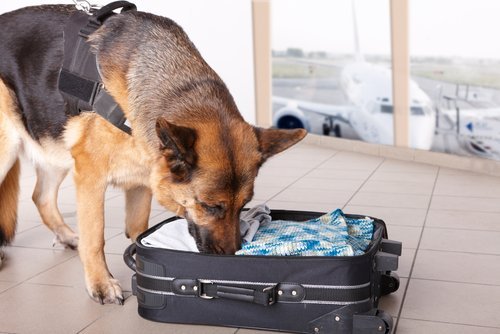 Hund snuser efter narko i en kuffert