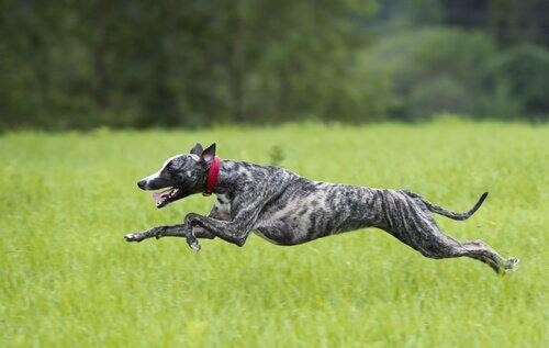Greyhound løber på græseng 