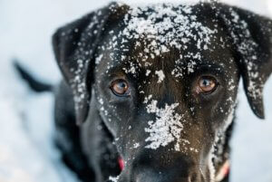 Underafkøling hos hunde: Symptomer og behandling