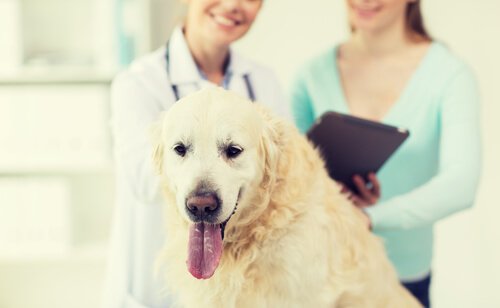 Fransk hjerteorm i hunde er ganske almindeligt og let at forebygge