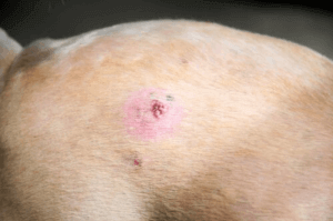 Eksempel på hudkræft hos hunde