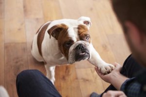 5 hunderacer der er perfekt til små lejligheder