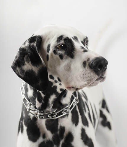Hund med anti-træk-halsbånd