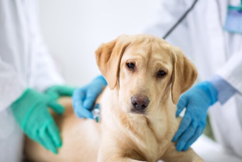 Hund bliver undersøgt af dyrlæger