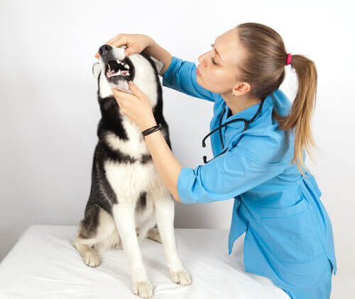 Hund bliver undersøgt for tandsten hos dyrlægen