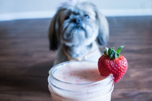 Hund sidder med en jordbærsmoothie