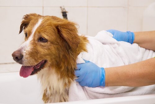 Hund bliver tørret med et håndklæde efter sit bad