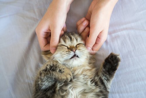 Massage af katte: Sådan forkæler du din kat