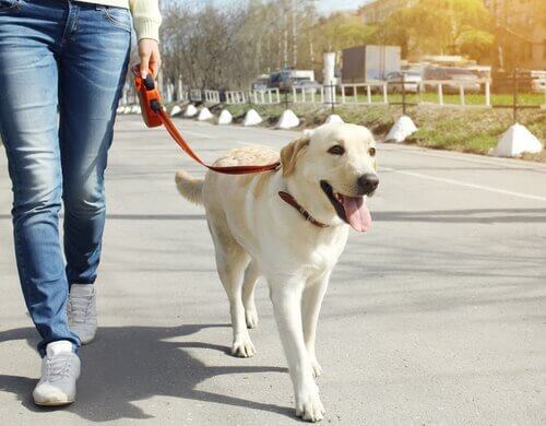 En ejer går tur med sin hund