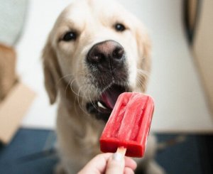 Ispinde til hunde? Kan du fodre din hund med is?