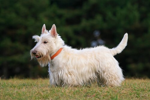 Den skotske terrier har en lille statur