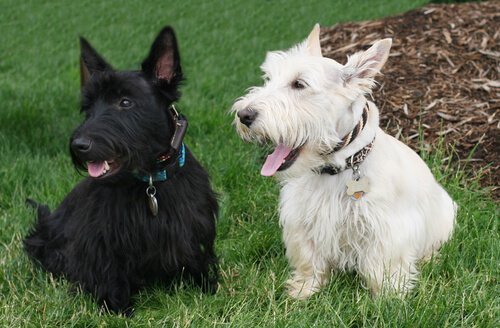 To skotske terriere i sort og hvid