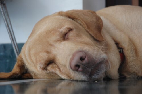 Ældre hunde har brug for mange timers søvn