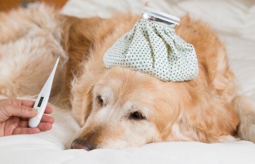 Sådan finder du ud af, om din hund har feber
