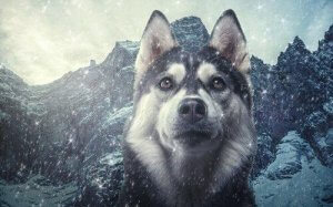 Hundens taksonomi: Hvordan minder hunde om ulve?