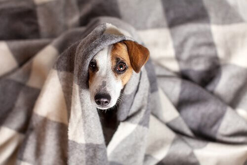 Hund gemmer sig under et tæppe