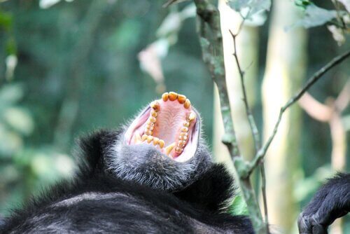 En gorilla viser tænder