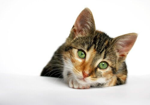 Katte-AIDS er en af de dødelige sygdomme hos katte