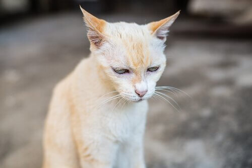 En kat har nyresvigt, som er en af de dødelige sygdomme hos katte