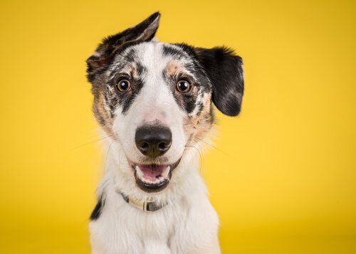 En hund med en gul baggrund