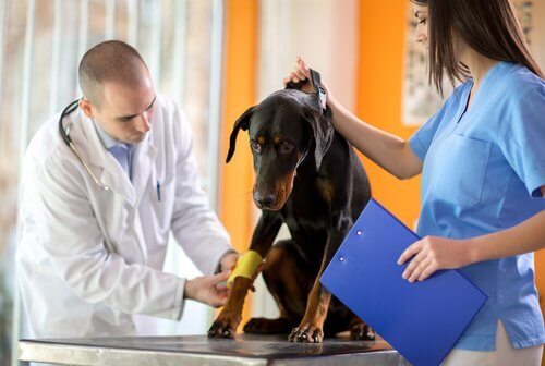 En hund bliver behandlet ved dyrlægen som del af desinficering af hunds sår