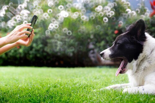 En hund får taget et billede på græsplæne