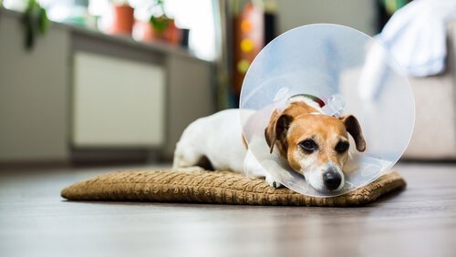 Desinficering af hunds sår hjemme