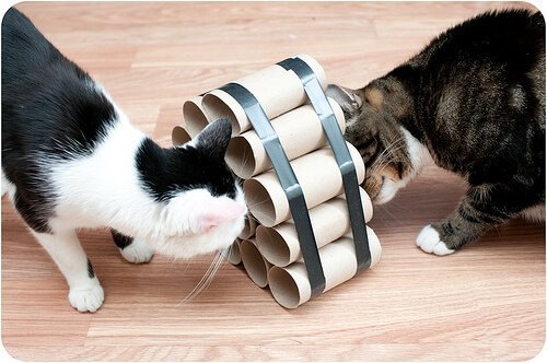 Papirruller som er lavet om til intelligensudviklende legetøj til katte