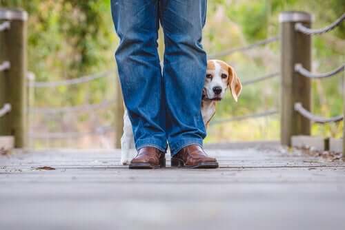 Beagle med støjfobi, der står på en bro bag en mands ben