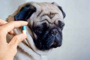 Antibiotika til kæledyr: Er det en god ide?