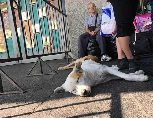 Efterladte herreløse hunde ved Guadalupe basilikaen