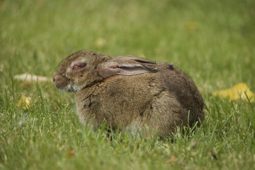 En kanin sidder i græsset