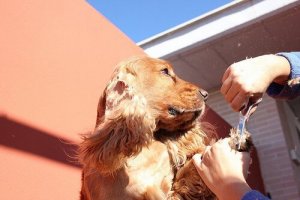 Nyttige tips til at vælge en hundefrisør