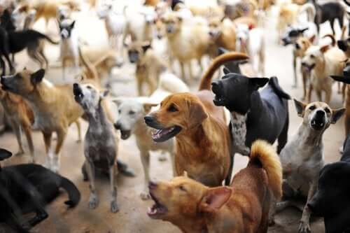 Takis reddede over 200 efterladte hunde i Grækenland