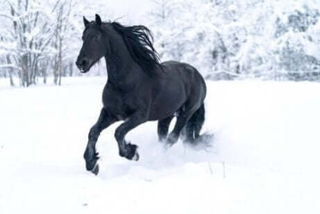 En sort hest dyrker motion i sne
