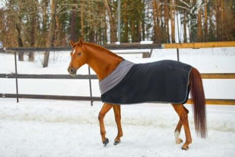 En hest ude om vinteren